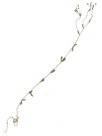GHV Herb Purgier-Lein.jpg