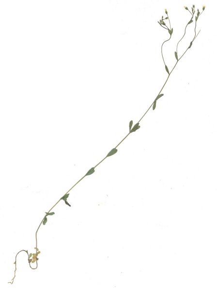Datei:GHV Herb Purgier-Lein.jpg