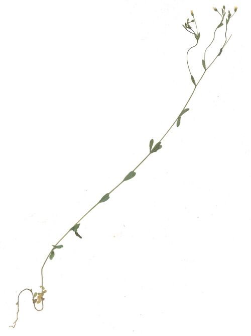 Datei:GHV Herb Purgier-Lein.jpg