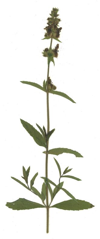 GHV Herbarium Aufrechter Ziest.jpg