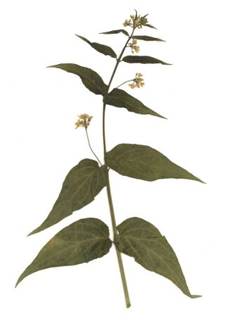 GHV Herbarium Schwalbenwurz.jpg