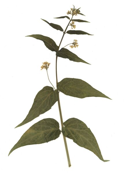 Datei:GHV Herbarium Schwalbenwurz.jpg