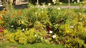 Blumenbeet im Klostergarten.JPG