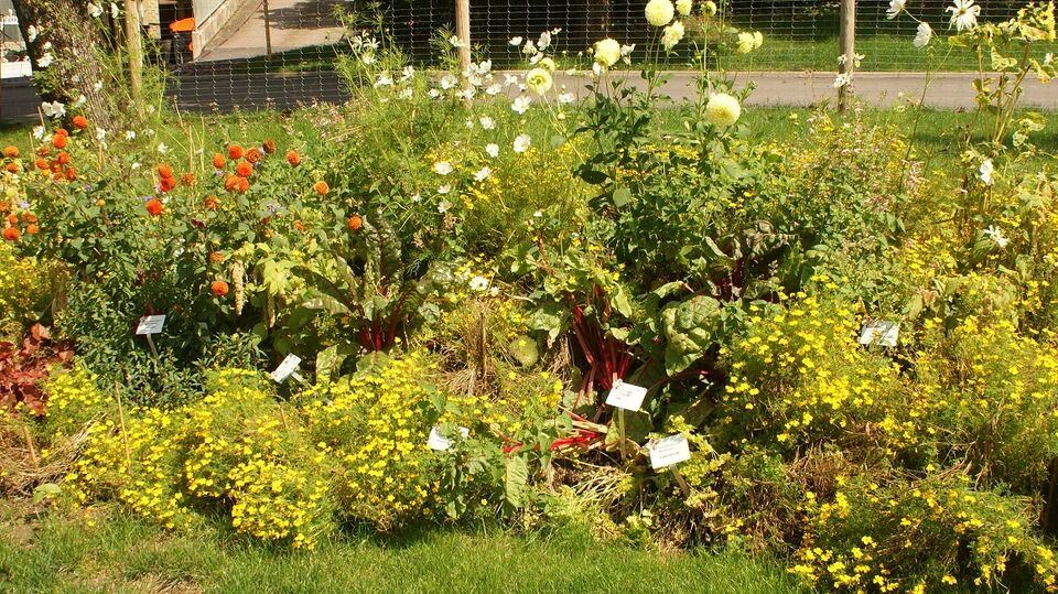 Datei:Blumenbeet im Klostergarten.JPG