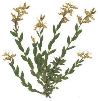GHV Herbarium Deutscher Ginster.jpg
