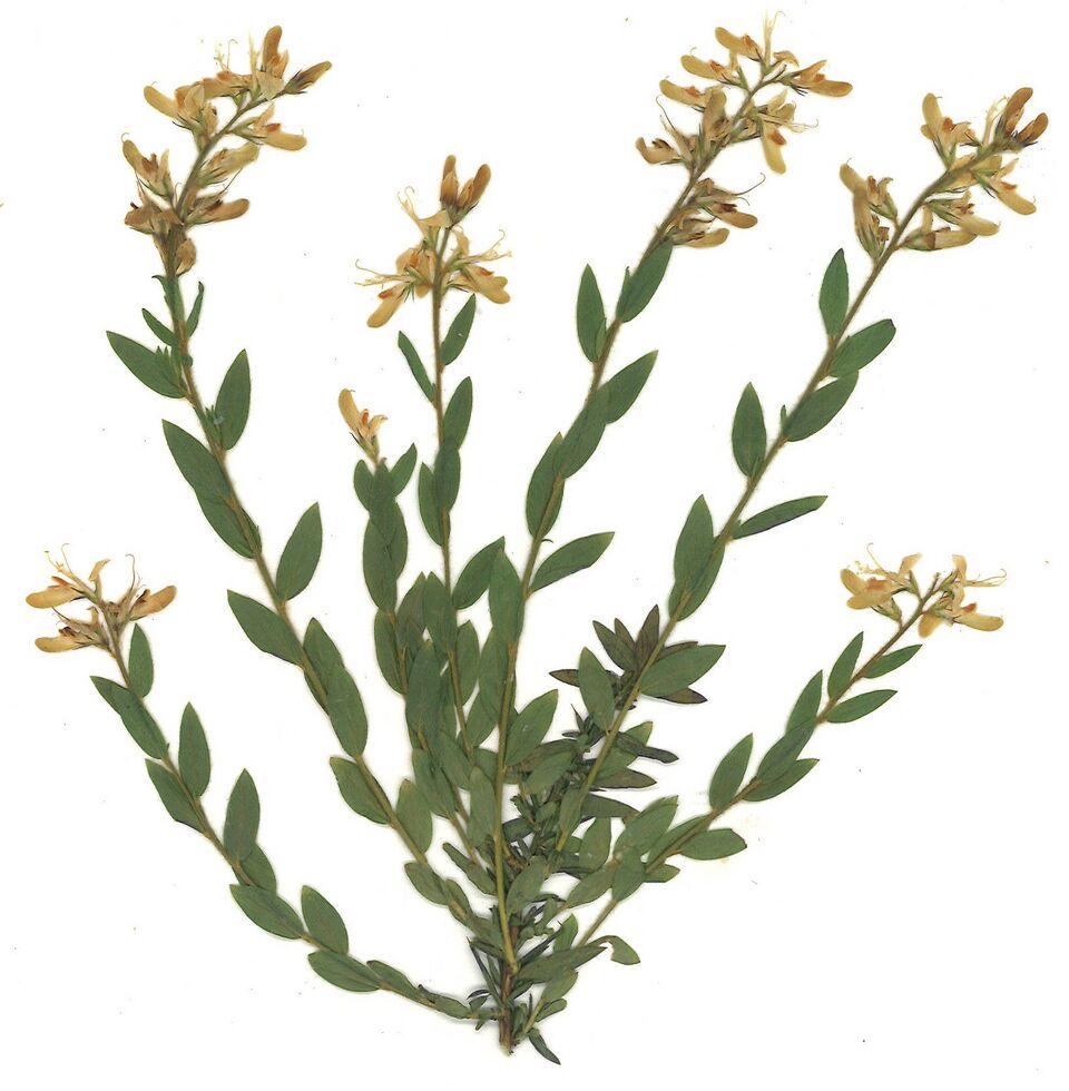 Datei:GHV Herbarium Deutscher Ginster.jpg