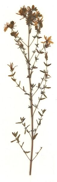 Datei:GHV Herbarium Tüpfel-Johanniskraut.jpg