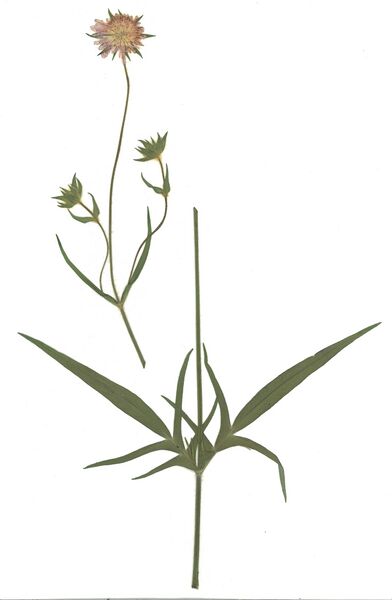 Datei:GHV Herbarium Acker-Witwenblume.jpg