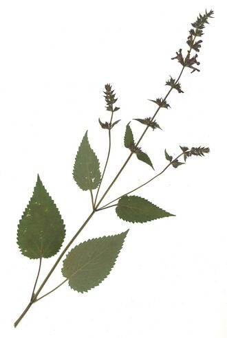 GHV Herbarium Wald-Ziest.jpg