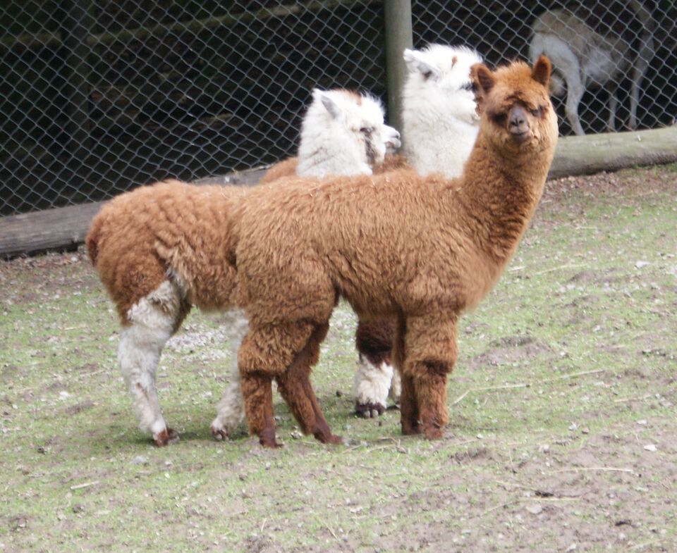 Datei:Alpaccas in Bretten.jpg