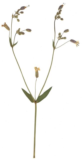 GHV Herbarium Beeren-Taubenkropf.jpg