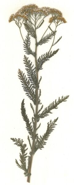 Datei:GHV Herbarium Gemeine Schafgarbe.jpg