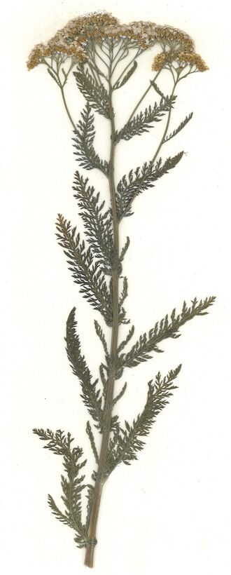 GHV Herbarium Gemeine Schafgarbe.jpg