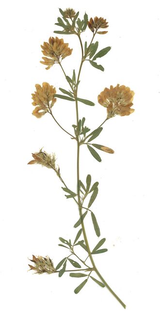 GHV Herbarium Sichel-Klee.jpg