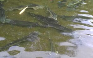 Fische bei Zurdel.jpg