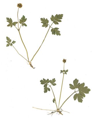 GHV Herbarium Moschuskraut.jpg