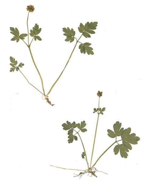 Datei:GHV Herbarium Moschuskraut.jpg