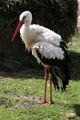 Storch