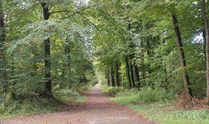 Wanderweg Rotensol beim Seerosenteich.JPG