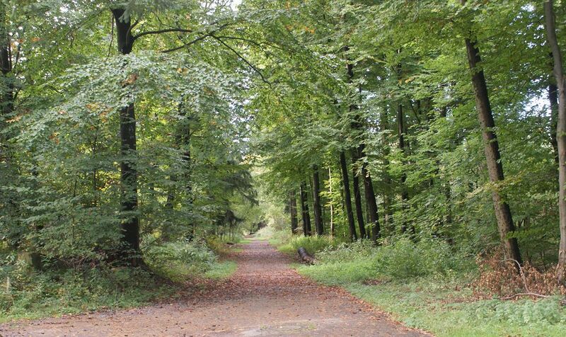 Datei:Wanderweg Rotensol beim Seerosenteich.JPG