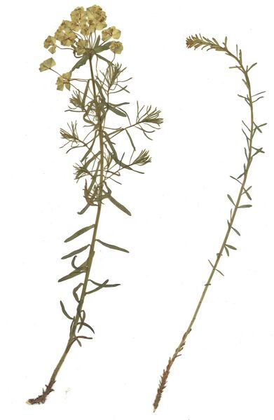 Datei:GHV Herbarium Zypressen-Wolfsmilch.jpg