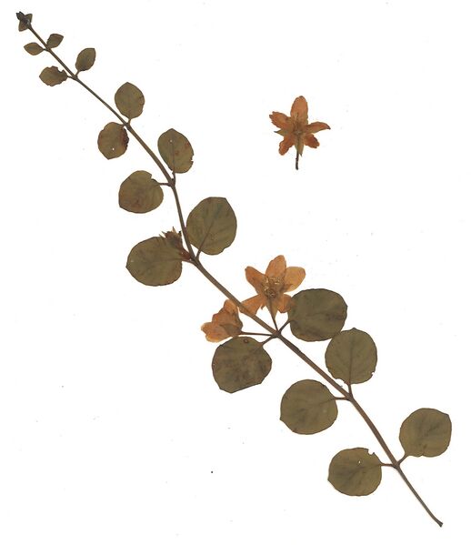 Datei:GHV Herbarium Pfennigkraut.jpg