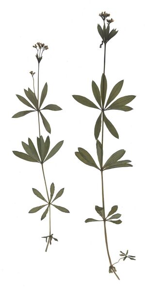 Datei:GHV Herbarium Waldmeister.jpg
