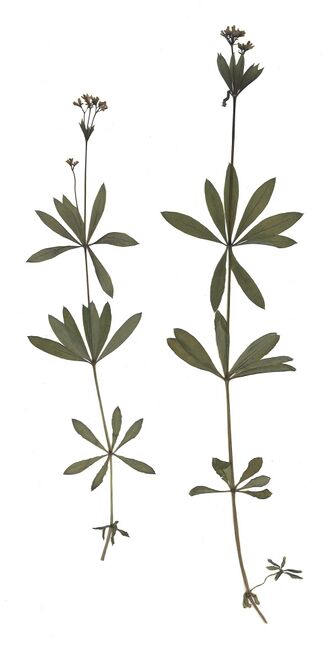 GHV Herbarium Waldmeister.jpg