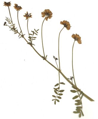GHV Herbarium Bunte Kronwicke.jpg