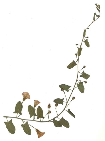 Datei:GHV Herbarium Acker-Winde.jpg