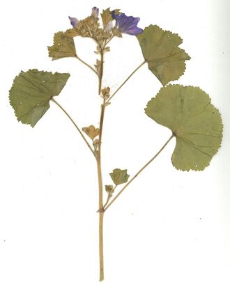 GHV Herbarium Wilde Malve.jpg