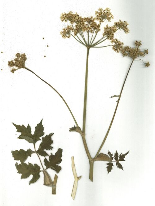Datei:GHV Herbarium Wiesen-Bärenklau.jpg