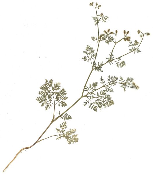 Datei:GHV Herb Kletten-Haftdolde.jpg