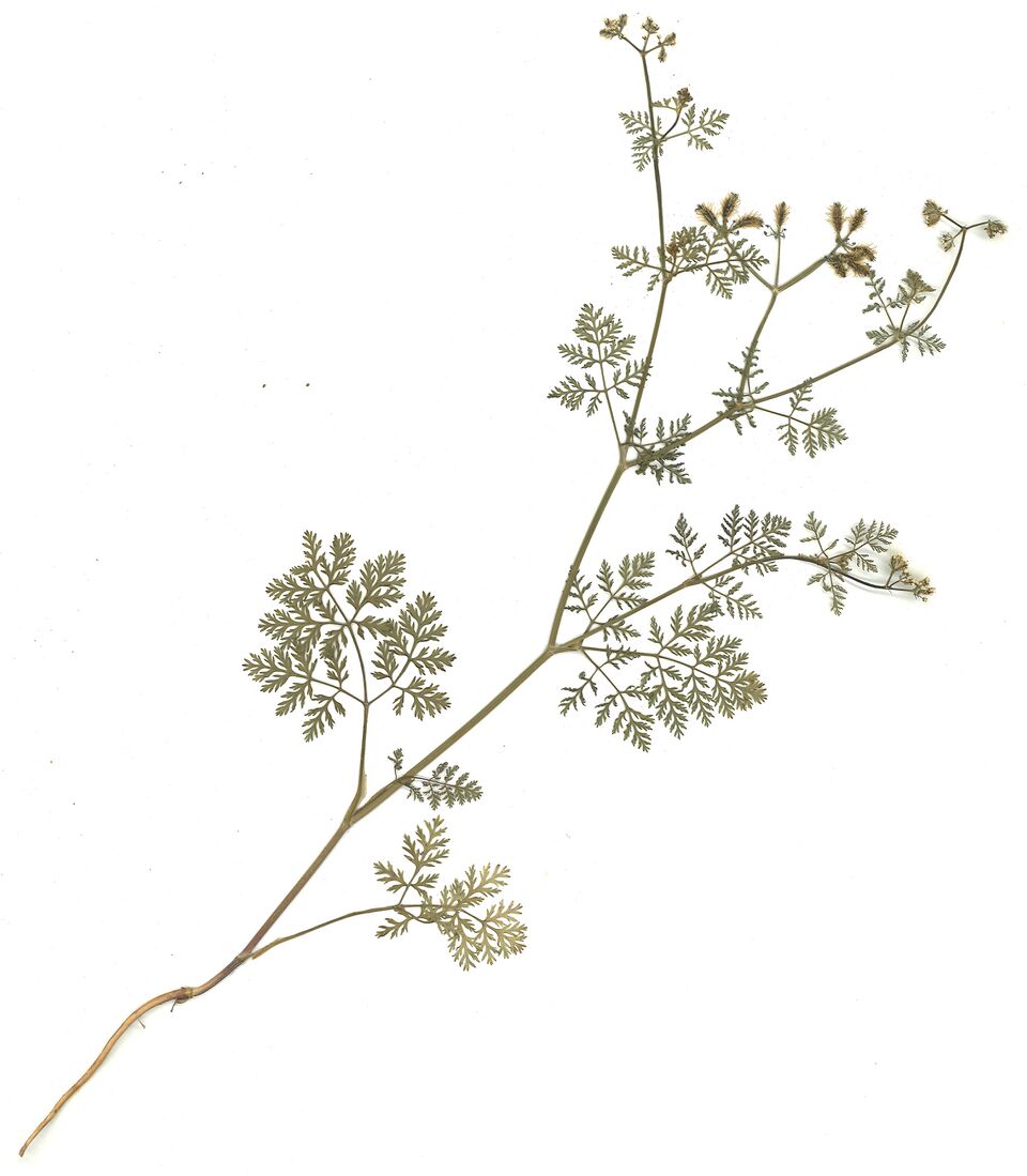 Datei:GHV Herb Kletten-Haftdolde.jpg