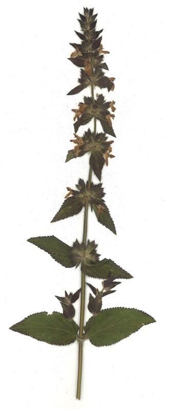 GHV Herbarium Alpen-Ziest.jpg