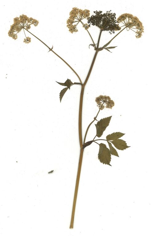 Datei:GHV Herbarium Gewöhnlicher Geißfuß.jpg