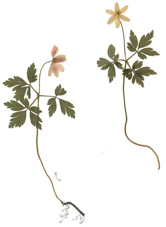 GHV Herbarium Busch-Windröschen.jpg