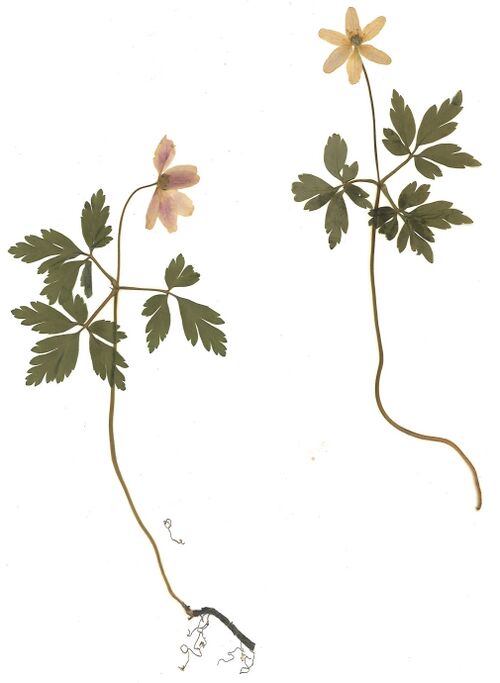 Datei:GHV Herbarium Busch-Windröschen.jpg