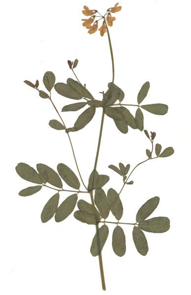 Datei:GHV Herbarium Berg-Kronwicke.jpg