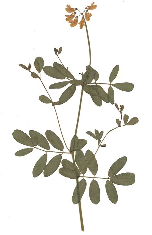 Datei:GHV Herbarium Berg-Kronwicke.jpg