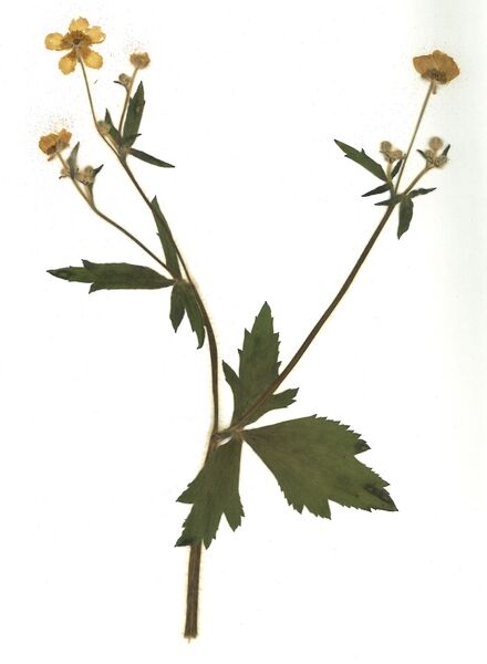 Datei:GHV Herbarium Wolliger Hahnenfuß.jpg