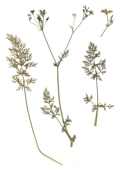 Datei:GHV Herbarium Echter Kümmel.jpg