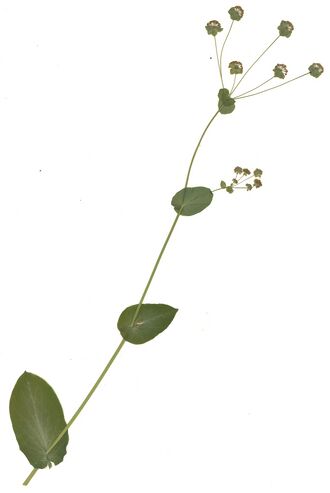 GHV Herb Acker-Hasenohr.jpg