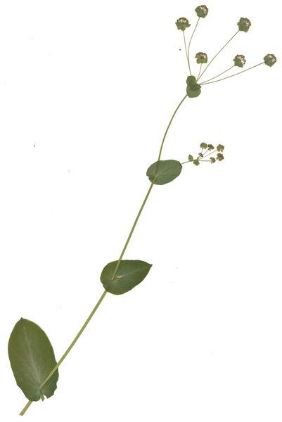Datei:GHV Herb Acker-Hasenohr.jpg
