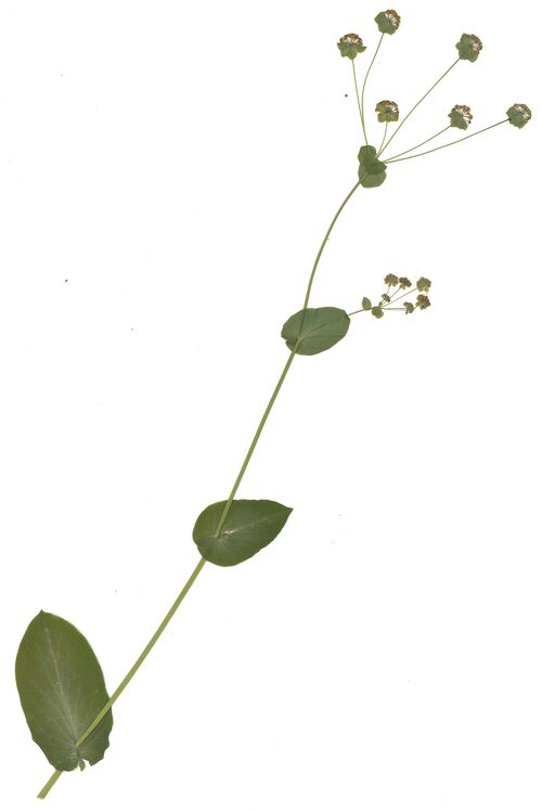 Datei:GHV Herb Acker-Hasenohr.jpg