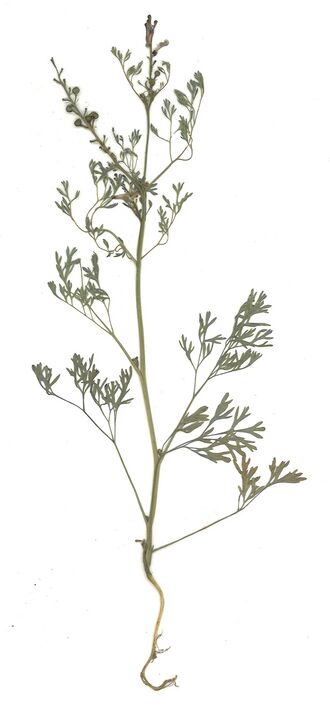 GHV Herbarium Gemeiner Erdrauch.jpg