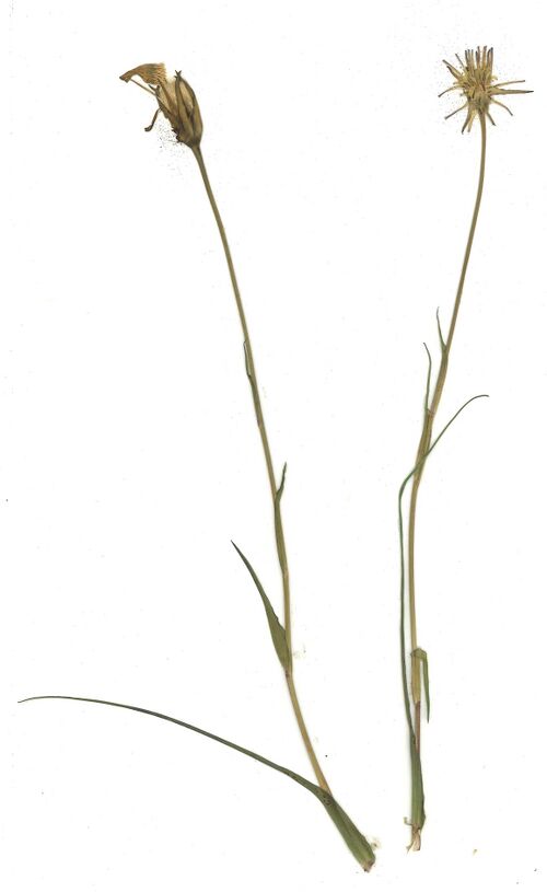 Datei:GHV Herbarium Wiesen-Bocksbart.jpg