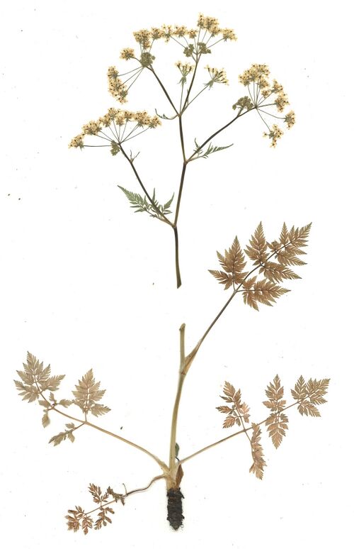 Datei:GHV Herbarium Wiesen-Kerbel.jpg