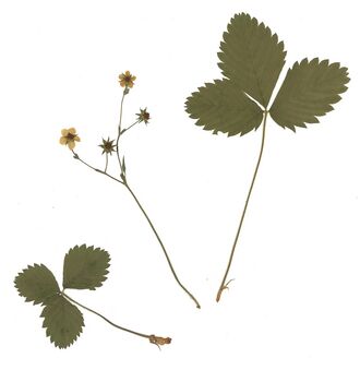 GHV Herbarium Erdbeer-Fingerkraut.jpg
