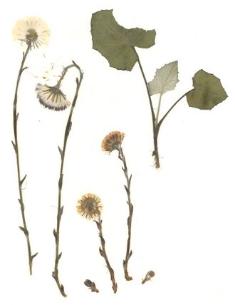 GHV Herbarium Huflattich.jpg